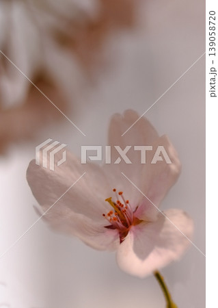 桜の花びら 桜の花びら 139058720