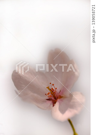 逆光に透ける河津桜の花 逆光に透ける河津桜の花 139058721