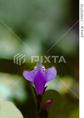可憐なハグロソウの花 可憐なハグロソウの花 139058730