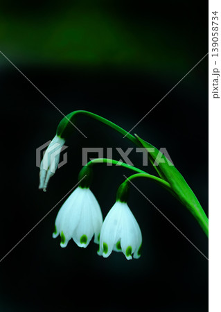 白いスノーフレークの花 白いスノーフレークの花 139058734