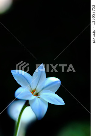 白いハナニラの花 139058752