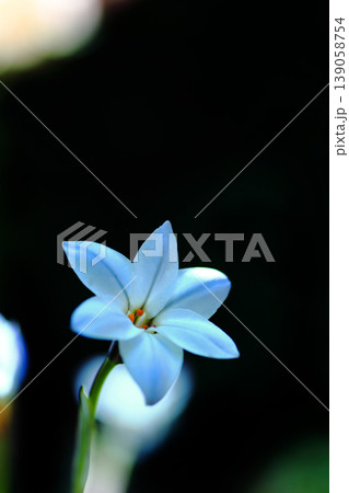 白いハナニラの花 139058754