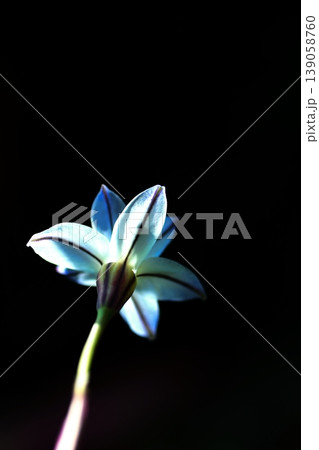 黒い背景に白いハナニラの花 139058760