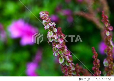 スイバの花・酸葉・スカンポ・山菜 スイバの花・酸葉・スカンポ・山菜 139058778