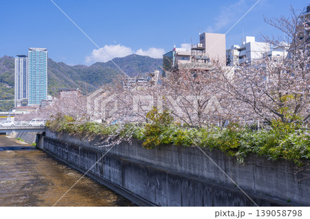 生田川の桜風景 生田川の桜風景 139058798