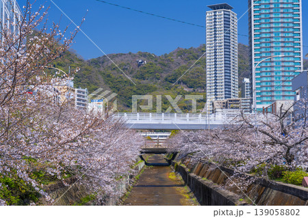 新神戸駅前 生田川の桜風景 新神戸駅前 生田川の桜風景 139058802