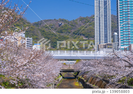 新神戸駅前 生田川の桜風景 新神戸駅前 生田川の桜風景 139058803