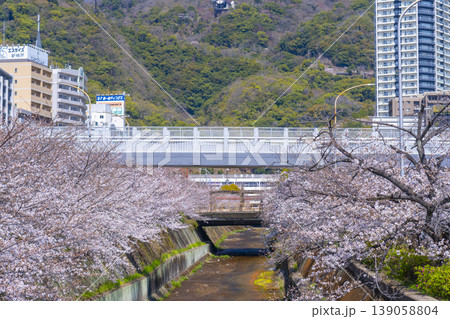 新神戸駅前 生田川の桜風景 新神戸駅前 生田川の桜風景 139058804