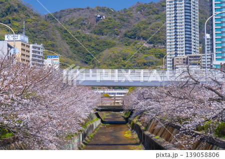 新神戸駅前　生田川の桜風景 139058806