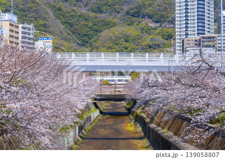新神戸駅前 生田川の桜風景 新神戸駅前 生田川の桜風景 139058807
