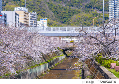 新神戸駅前　生田川の桜風景 139058810