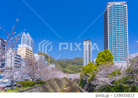 新神戸駅前 生田川の桜風景 新神戸駅前 生田川の桜風景 139058813
