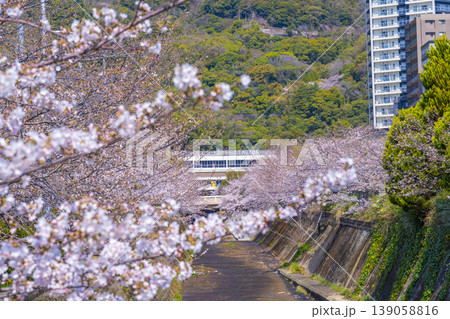 新神戸駅前 生田川の桜風景 新神戸駅前 生田川の桜風景 139058816