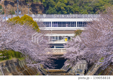 新神戸駅前 生田川の桜風景 新神戸駅前 生田川の桜風景 139058818
