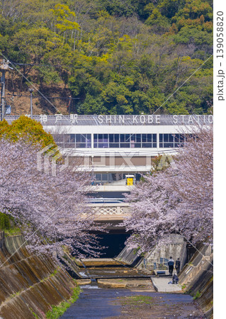 新神戸駅前　生田川の桜風景 139058820