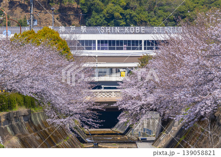 新神戸駅前　生田川の桜風景 139058821