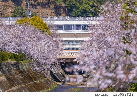新神戸駅前　生田川の桜風景 139058822