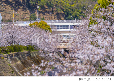新神戸駅前 生田川の桜風景 新神戸駅前 生田川の桜風景 139058824
