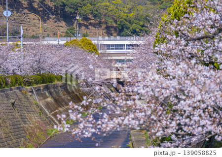 新神戸駅前　生田川の桜風景 139058825