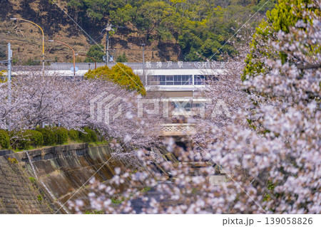 新神戸駅前　生田川の桜風景 139058826