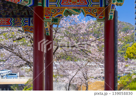 連翼亭と桜　生田川の桜風景 139058830