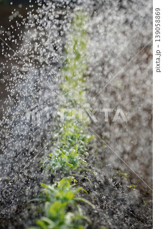 新芽に水をあげる成長を促すイメージ 139058869