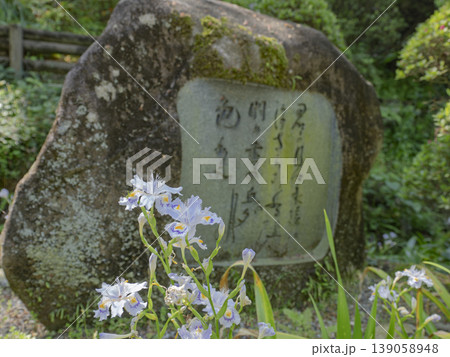 万葉の時代を想う、石碑の傍らに咲くシャガ 万葉の時代を想う、石碑の傍らに咲くシャガ 139058948