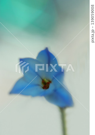 青いハナニラの花 139059008