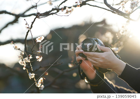 梅の花を撮影する手元とカメラ、春の柔らかな光 梅の花を撮影する手元とカメラ、春の柔らかな光 139059045