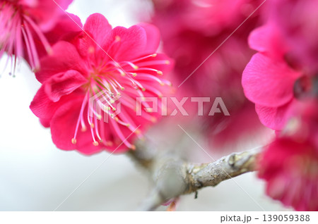 迎春　春の訪れ 139059388