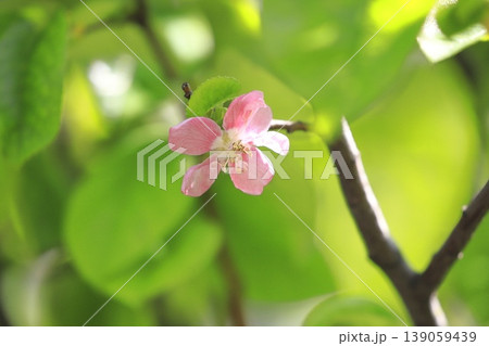 ピンク色の花梨(カリン)の花 ピンク色の花梨(カリン)の花 139059439