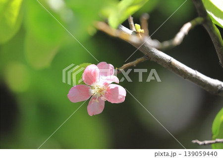 ピンク色の花梨（カリン）の花 139059440