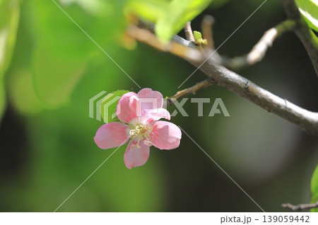 ピンク色の花梨(カリン)の花 ピンク色の花梨(カリン)の花 139059442