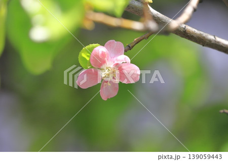 ピンク色の花梨(カリン)の花 ピンク色の花梨(カリン)の花 139059443