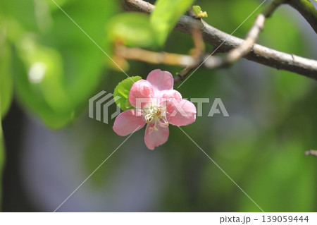 ピンク色の花梨(カリン)の花 ピンク色の花梨(カリン)の花 139059444