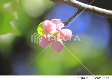 ピンク色の花梨（カリン）の花 139059446