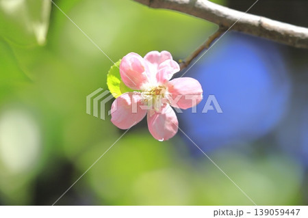 ピンク色の花梨（カリン）の花 139059447