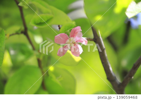 ピンク色の花梨（カリン）の花 139059468