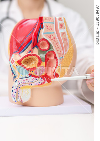 Doctor with Male Reproductive System anatomy model. Male consultation, Prostate Cancer, Enlarged prostate, Prostatitis disease, Male Infertility, Erectile dysfunction, Penis and Male genital disorder Doctor with Male Reproductive System anatomy model. Male consultation, Prostate Cancer, Enlarged prostate, Prostatitis disease, Male Infertility, Erectile dysfunction, Penis and Male genital disorder 139059497