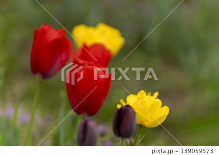 チューリップの花のクローズアップ 139059573