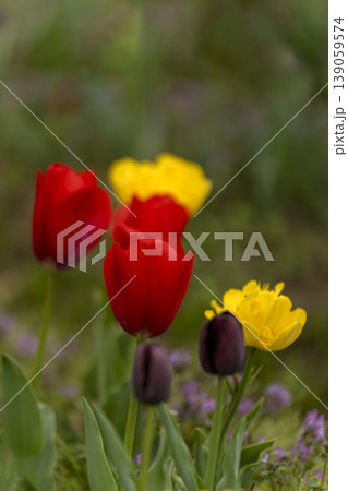 チューリップの花のクローズアップ 139059574