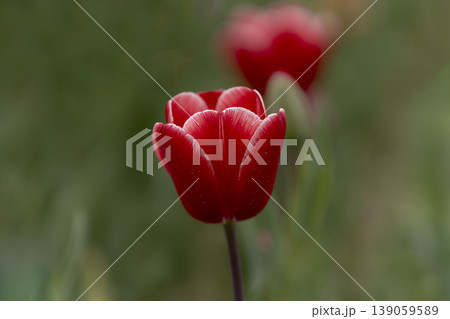 チューリップの花のクローズアップ 139059589