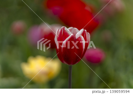チューリップの花のクローズアップ 139059594