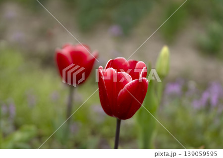 チューリップの花のクローズアップ チューリップの花のクローズアップ 139059595