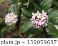 かわいい沈丁花 139059637