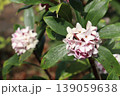 かわいい沈丁花 139059638