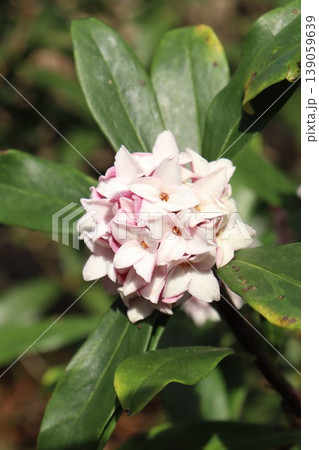 かわいい沈丁花 かわいい沈丁花 139059639