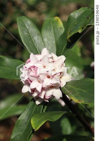 かわいい沈丁花 かわいい沈丁花 139059640