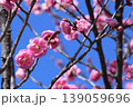 梅の花 139059696