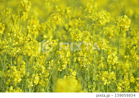いつか見た菜の花畑 139059854